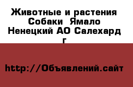 Животные и растения Собаки. Ямало-Ненецкий АО,Салехард г.